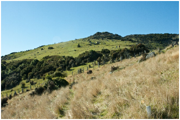 Hills at Pohatu